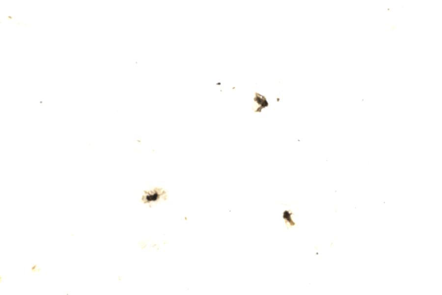 Image 56